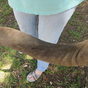 45" Kudu Horn  (NO POST OFFICE (USPS) SHIPPING!!)  