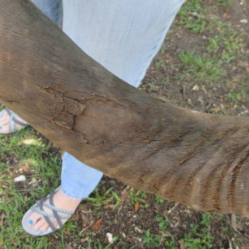 45" Kudu Horn  (NO POST OFFICE (USPS) SHIPPING!!)  