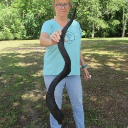 46" Kudu Horn ...