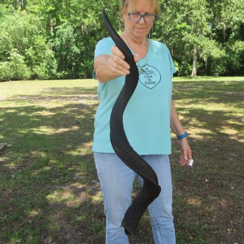 46" Kudu Horn  (NO POST OFFICE (USPS) SHIPPING!!) 