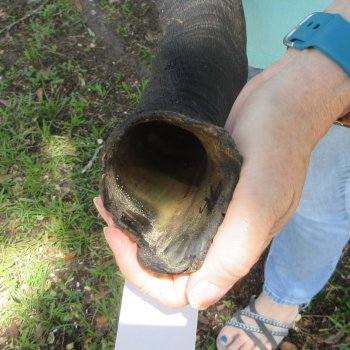 46" Kudu Horn  (NO POST OFFICE (USPS) SHIPPING!!) 