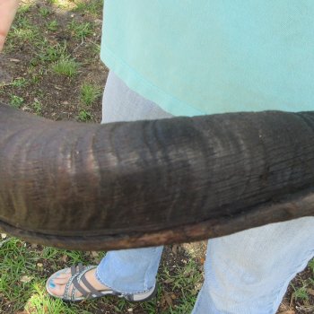 46" Kudu Horn  (NO POST OFFICE (USPS) SHIPPING!!) 