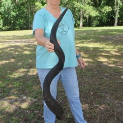 46" Kudu Horn ...