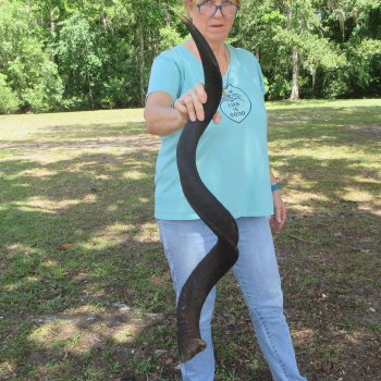 46" Kudu Horn   (NO POST OFFICE (USPS) SHIPPING!!) 