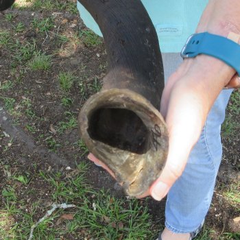 46" Kudu Horn   (NO POST OFFICE (USPS) SHIPPING!!) 