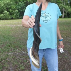 28" Polished Male Eland Horn 