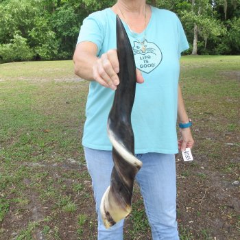28" Polished Male Eland Horn 