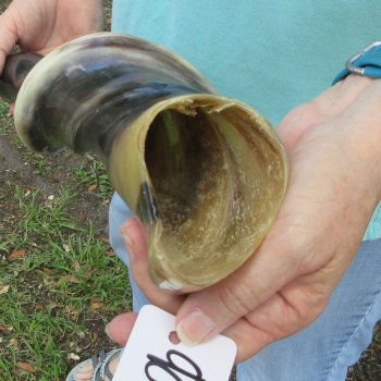 28" Polished Male Eland Horn 