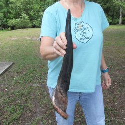 23" Polished Male Eland Horn 