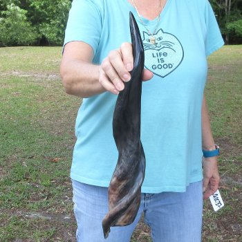21" Polished Male Eland Horn 