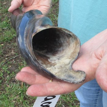 21" Polished Male Eland Horn 