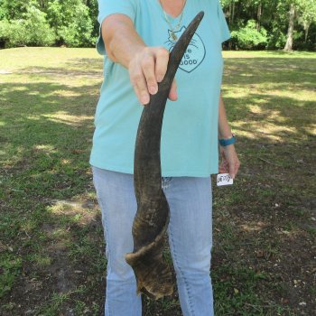 29" Male Eland Horn 