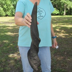 27" Male Eland Horn 
