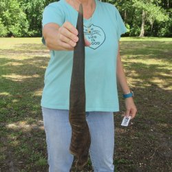 24" Male Eland Horn 