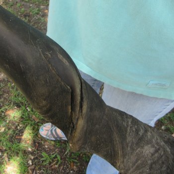 27" B-Grade Male Eland Horn 