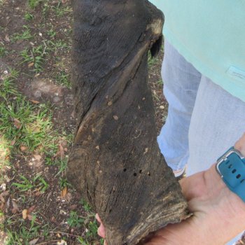 33" B-Grade Male Eland Horn 