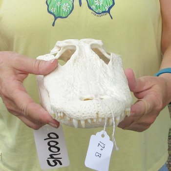  Real 12" Florida Alligator Skull
