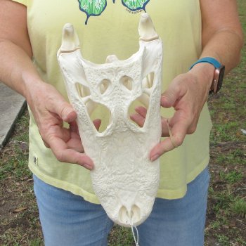  Real 12" Florida Alligator Skull