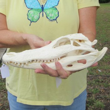  Real 12" Florida Alligator Skull