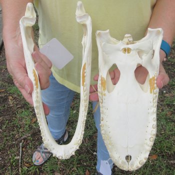  Real 12" Florida Alligator Skull