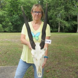 African Female Eland Skull with 23" Horns