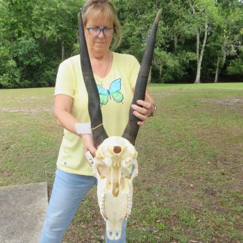 African Female Eland Skull with 23" Horns