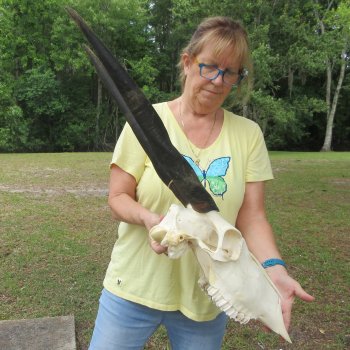 African Female Eland Skull with 23" Horns