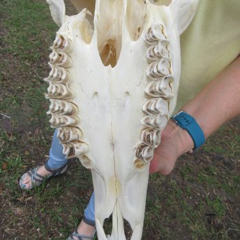 African Female Eland Skull with 23" Horns