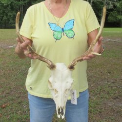  Fallow Deer Skull with 12" & 13" Antlers 