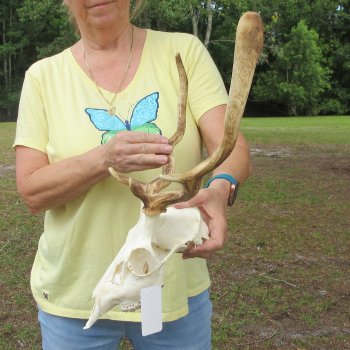  Fallow Deer Skull with 12" & 13" Antlers 
