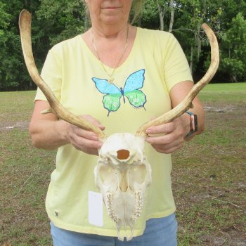  Fallow Deer Skull with 12" & 13" Antlers 