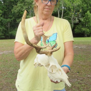  Fallow Deer Skull with 12" & 13" Antlers 