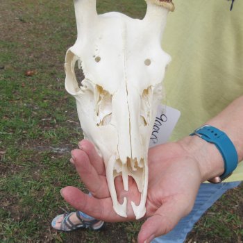  Fallow Deer Skull with 12" & 13" Antlers 