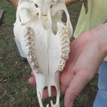  Fallow Deer Skull with 12" & 13" Antlers 