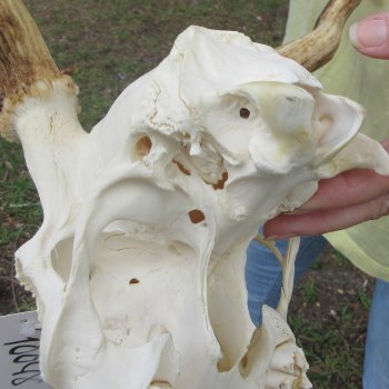  Fallow Deer Skull with 12" & 13" Antlers 