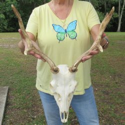  Fallow Deer Skull with 12" & 13" Antlers 