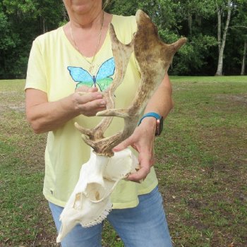 Fallow Deer Horns and Skull - $100 each; 3 or more @ $90.00 each
