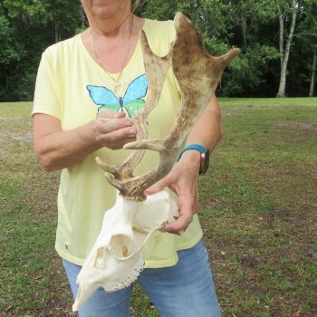  Fallow Deer Skull with 12" & 13" Antlers 