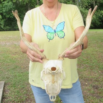 Fallow Deer Horns and Skull - $100 each; 3 or more @ $90.00 each