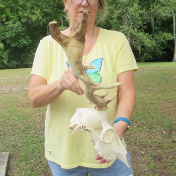  Fallow Deer Skull with 12" & 13" Antlers 