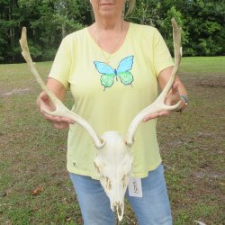 B-Grade Fallow Deer...