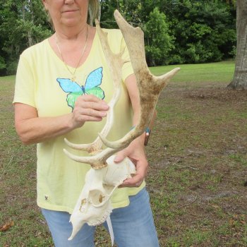  B-Grade Fallow Deer Skull and horns (antlers) 15"