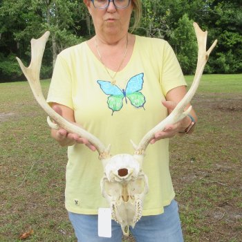  B-Grade Fallow Deer Skull and horns (antlers) 15"