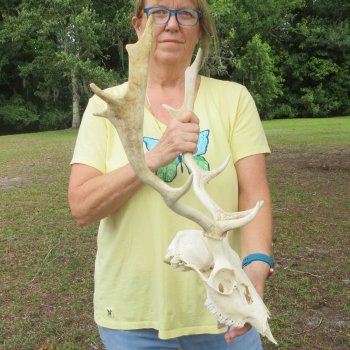  B-Grade Fallow Deer Skull and horns (antlers) 15"