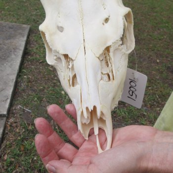  B-Grade Fallow Deer Skull and horns (antlers) 15"