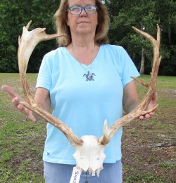 XL Fallow Deer Skull Plate with 20 & 21 inch horns (antlers)