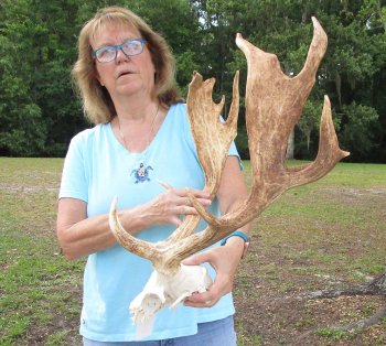 XL Fallow Deer Skull Plate with 20 & 21 inch horns (antlers)