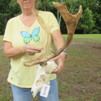  B-Grade Fallow Deer Skull and horns (antlers) 15" & 16"