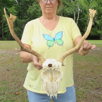  B-Grade Fallow Deer Skull and horns (antlers) 15" & 16"