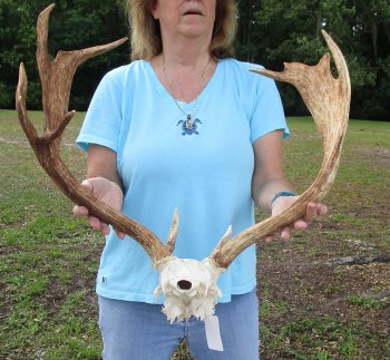 XL Fallow Deer Skull Plate with 20 & 21 inch horns (antlers)